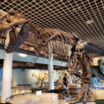 Night at the Museum - The Academy of Natural Sciences of Drexel University